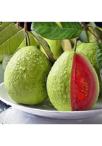 2 Yaş Kırmızı Guava Fidanı. Torbada