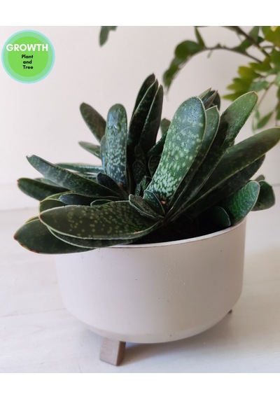 Gasteria Bicolor Sukulent İri Çaplı 1 Adet