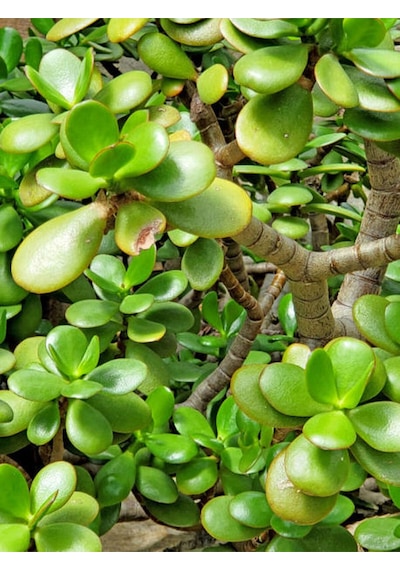 Videolu Bonsai Para Ağacı Yeşim 1 Adet 10-15cm Saksıda Büyük Boy Salon Bitkisi Crassula Ovata