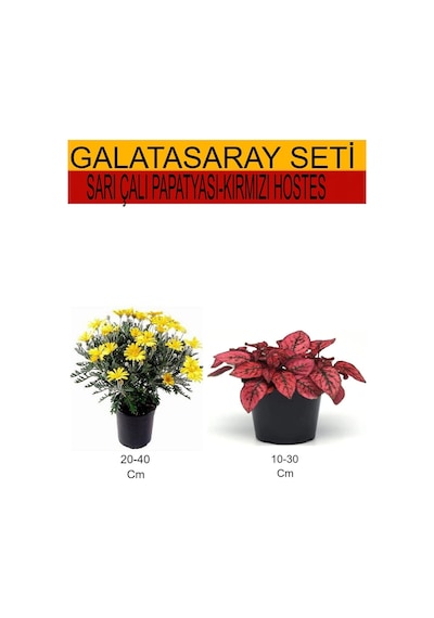 2'li Sarı Çalı Papatyası+kırmızı Hostes Bitkisi