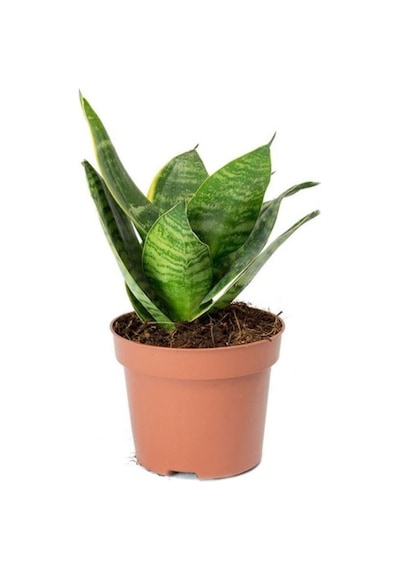 Sansevieria Mini - Paşa Kılıcı -peygamber Kılıcı Mini Seti