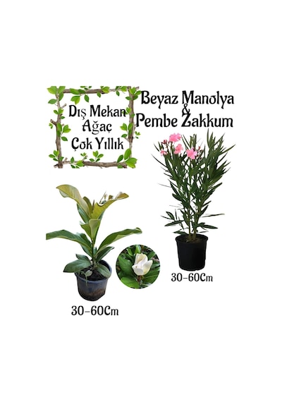 Manolya Ağacı 1 Adet Saksılı+pembe Zakkum1 Adet Saksılı Bahçe Seti