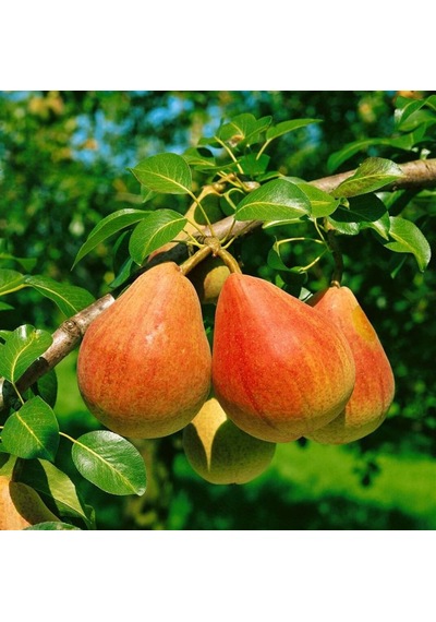 Etruşka Armut Fidanı "pyrus Communis" 2 Yaşında Tüplü