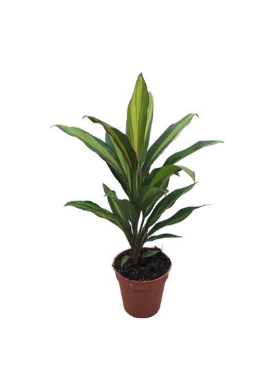 Cordyline 'Kiwi' (Kordilin Çiçeği) 12 cm 35-40 cm