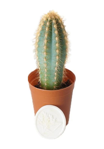 Serada Decor Plant Mavi Meşale Kaktüs 5,5 Cm Saksıda