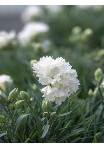 Videolu Beyaz Karanfil 15-30 Cm 1 Adet Saksılı Çiçekli Bodur Bitki Dianthus Caryophyllus