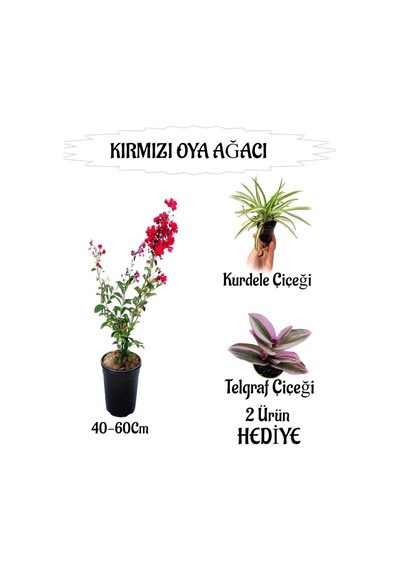 Kırmızı Oya Ağacı Fidanı 1 Adet Saksılı+kurdele Çiçeği-telgraf Çiçeği Hediyeli