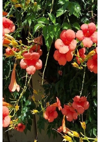 Acem Borusu Campsis Radicans 30-50 Cm