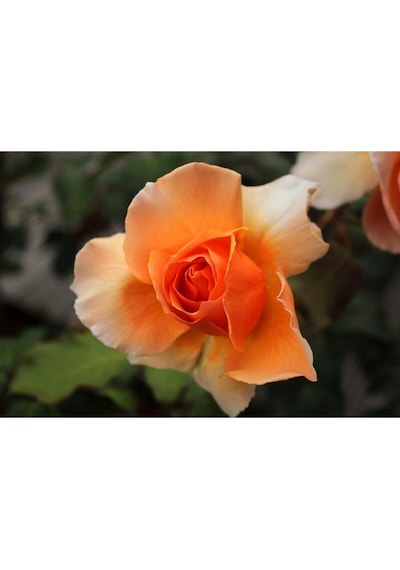 Videolu Kokulu Kavun Içi Bulgar Gülü Fidanı 40-60cm Saksılı Çiçekli Bodur Bitkiler Bulgarian Rose