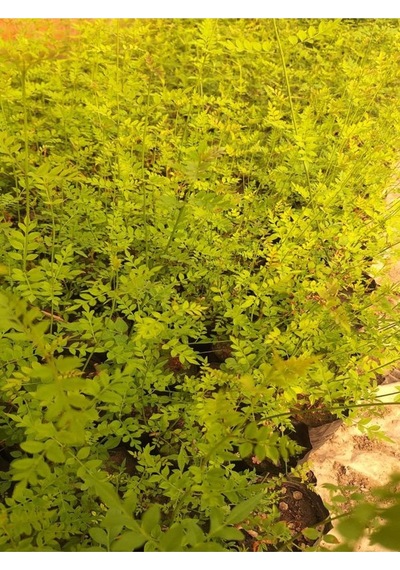 Klasik Yasemin İzmir Yasemini 40-80 Cm 1 Adet Tüplü Dış Mekan Bitkisi