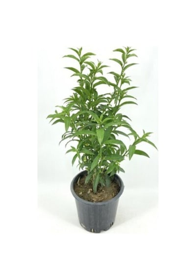 Kokulu Melisa Çiçeği Fidanı 30-45 Cm Saksılı Çiçekli Bodur Bitkiler Lemon Balm