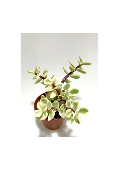 Portulaca Afra Variegata Alacalı Fil Azığı Sukulent Bitki