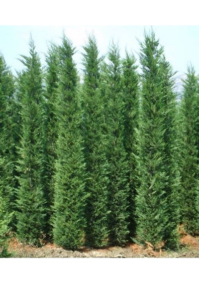 Videolu Hoş Kokulu 20 Adet Leylandi Fidanı 15-25cm Tüplü Leyland Sapling