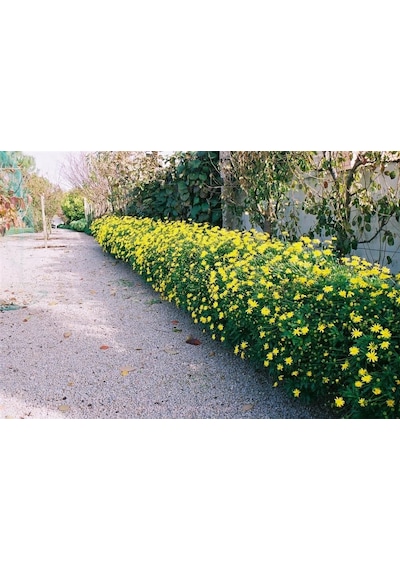 SARI PAPATYA EURYOPS - ÇOK YILLIK DIŞ MEKAN ÇİÇEĞİ