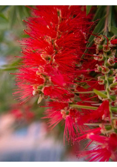 Videolu Fırça Çalısı Fidanı 50 70 Cm 1 Adet Saksılı Dış Mekan Ağaç Callistemon Leavis