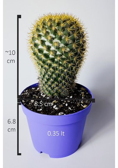 Mammillaria Flavicentra Kaktüs Altın Dikenli Koleksiyonluk Özel Seri 8.5 Cm Saksıda