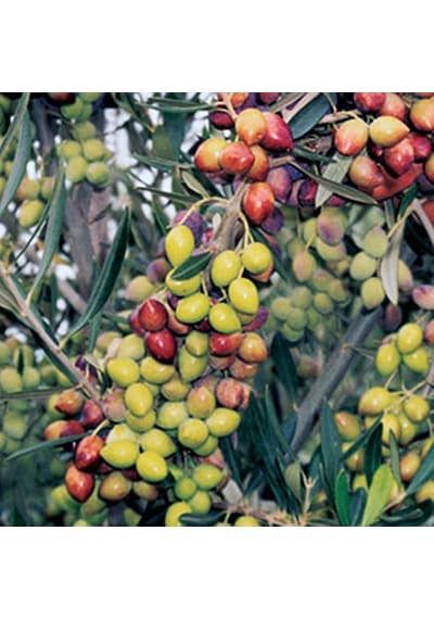 2 Yaş Çok Verimli Tüplü Koroneiki Zeytin Fidanı Meyve Verme Durumunda 100-120 Cm
