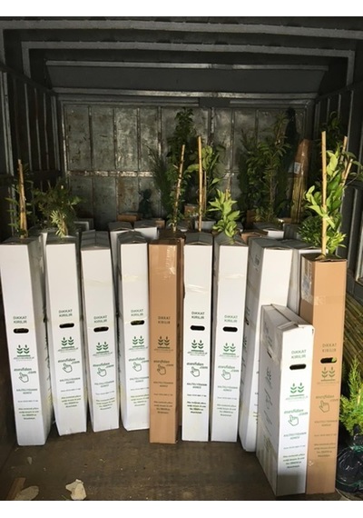 Saksıda ,meyve Veren ,aşılı Meksika Lime Limon Fidanı Boy 150-180cm