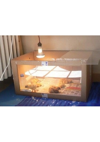 Tnyvet Isıtıcı Lamba Şefffaf Renk 250 Watt + E27 Seramik Duy+2m Fişli Kablo Kullanıma Hazır Set Diğer