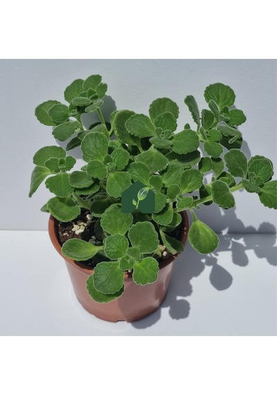 Küba Kekiği Plectranthus Amboinicus Lour. Spreng