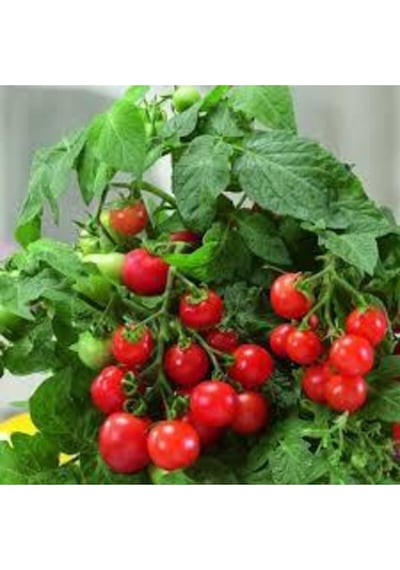 25 Adet Tohum Eko Paket Nadir Ithal Pinpon Domates Tohumu Sürpriz Hediye Tohumludur