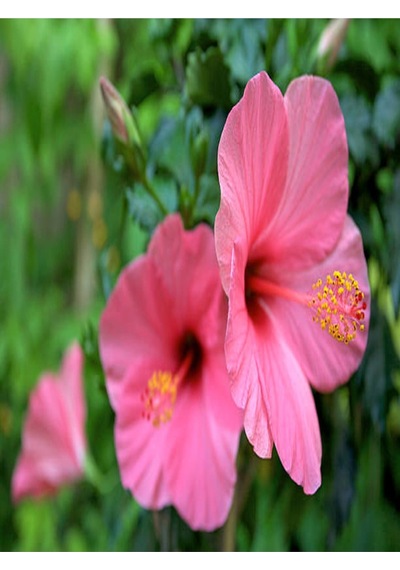 Japon Gülü Hibiscus Pembe Renk Çiçekli Kalın Yapraklı Ithal Iç Mekan Bitkisi
