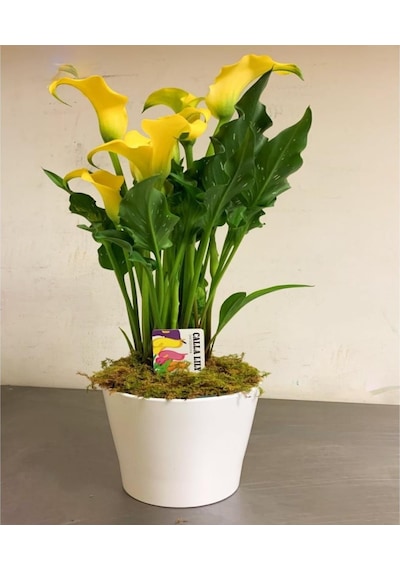 Gala Gelin Çiçeği Calla Lily Sarı 10-20 Cm