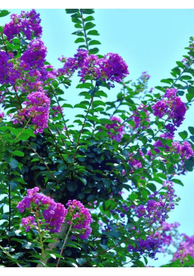 Favori Ürün Mor Renkli Oya Çiçeği Fidanı 40 85 Cm 1 Adet Saksılı Lagerstroemia Indica