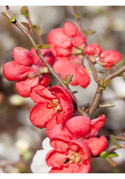 Videolu Bol Çiçekli Kırmızı 1 Adet Yörük Gelini Fidanı Saksılı\tüplü 35-65cm Japanese Quince
