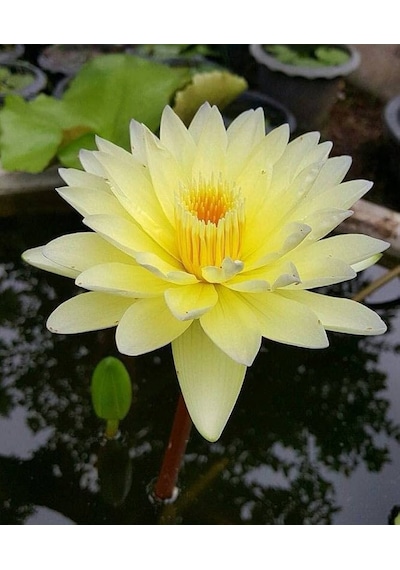 5 Adet Nadir Kutsal Sarı Kase Lotus Çiçeği Tohumu Sürpriz Hediye