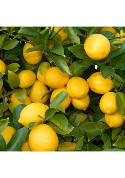 Tüplü Aşılı Çok Verimli Yediveren Limon Fidanı