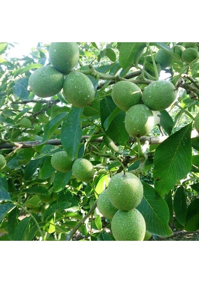 Tüplü Aşılı Fernor Ceviz Fidanı 2 Yaş 90-110 Cm Boy her İklime Uy