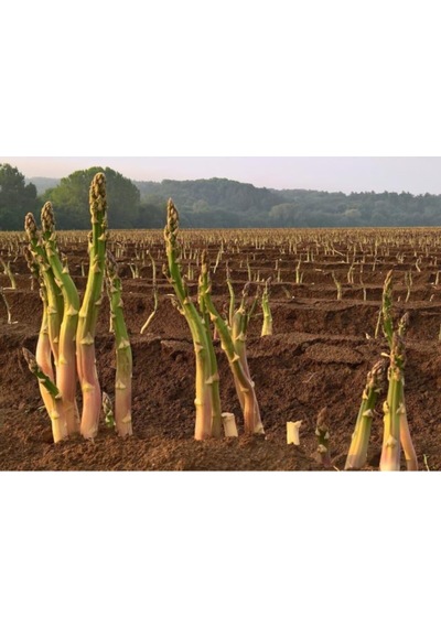 Asparagus - Kuş Konmaz Tohumu