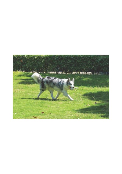 M-pets Coto Whıte Loop Ball 8cm Çekmeli Örgü Top Oyuncak