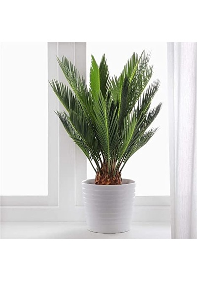 Sikas – Japon Sago Palmiyesi 30-40cm