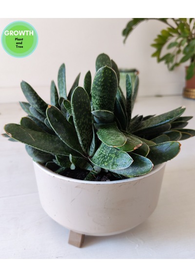 Gasteria Bicolor Sukulent İri Çaplı 1 Adet