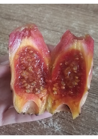 Dikenli Incir Tohumu Hint Inciri Frenk Inciri Papuç Inciri Tohumu 10adet