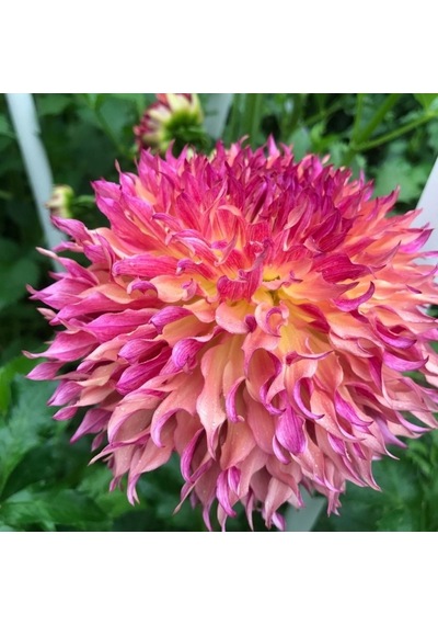 Dev Çiçekli Myrtle'S Folly Dahlia Yıldız Çiçeği Yumrusu 1  Adet