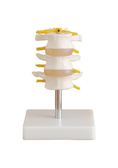Lumbar Vertebra Modeli 3 Omurlu
