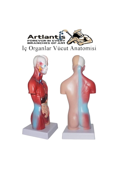 İnsan Organ Maketi 27 Cm 1 Adet İnsan Anatomi Modeli 15 Parça Sök Tak İnsan İç Organları Tıbbi Model Vücut