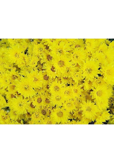 Sarı Kasımpatı Çiçeği Fidanı Saksılı 10-20 Cm