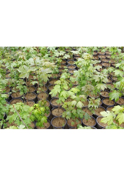 Akçaağaç Fidanı - Acer Platanoides
