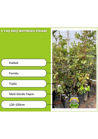3 Yaş Keçi Boynuzu Fidanı Harnup