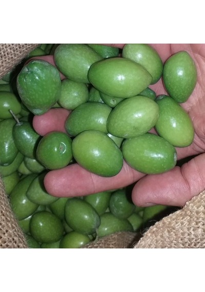 Tüplü Nadir Bulunan İri Meyveli Kalamata Zeytin Fidanı 10-15 Cm