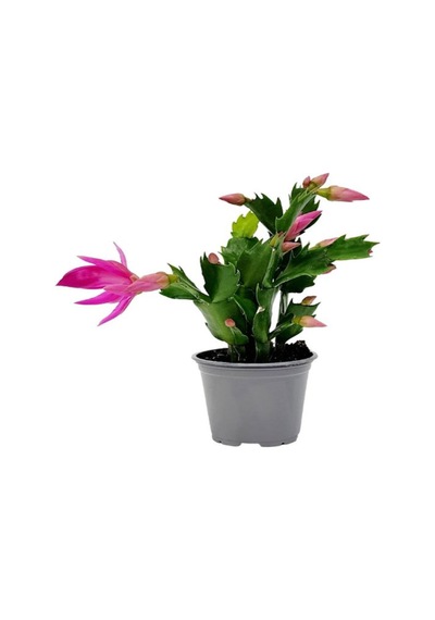 Pembe Renk Yılbaşı Çiçeği 1 Adet 10-15cm Pink Schlumbergera