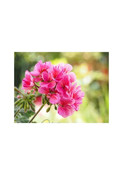Bordo Sakız Sardunya Fidanı Bordo 10-20 Cm