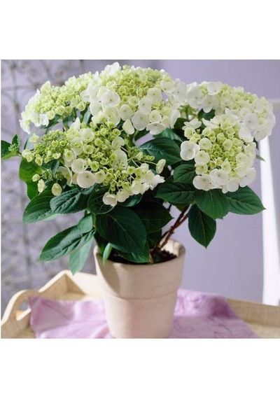 Ortanca – Hydrangea Macrophylla 20-40cm - Beyaz