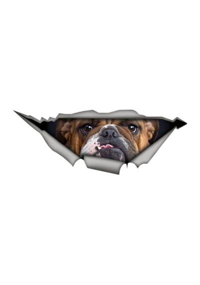 Bulldog Köpek Sticker Yapıştırma