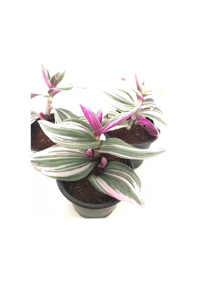 Pembe Telgraf Çiçeği 3 Adet Saksılı 10-20cm