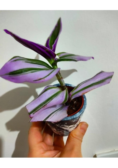 Telgraf Çiçeği Fidesi 15-20cm 1 Adet